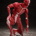 HUMAN ANATOMICAL MODEL FIGMA AF